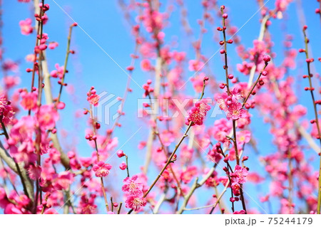 小花 花 ピンク 春の写真素材