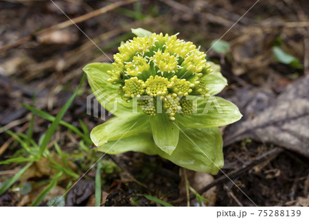 ふきのとう 花 山菜 春の写真素材