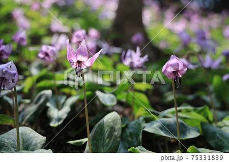 花 春 紫 単子葉植物の写真素材