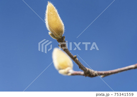 ハクモクレンのつぼみの写真素材