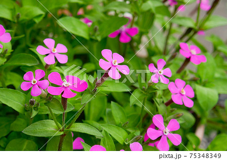 シレネ ピンクパンサーの写真素材