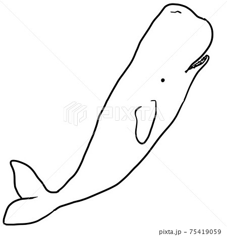 マッコウクジラのイラスト素材