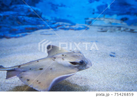 エイ 魚 壁紙 綺麗の写真素材