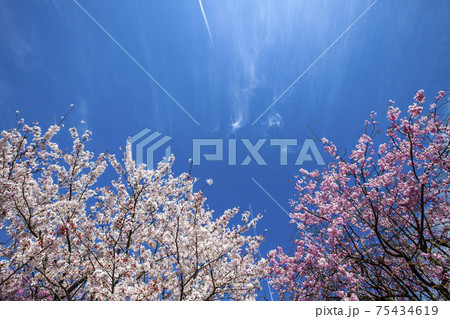 ベニザクラ 植物 紅桜の写真素材