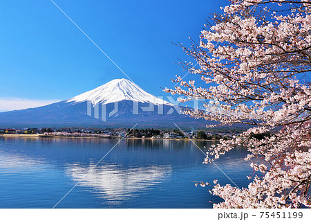 富士桜の写真素材