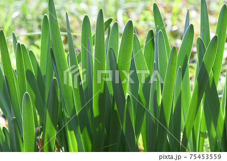 細長い 植物 細長い葉の写真素材