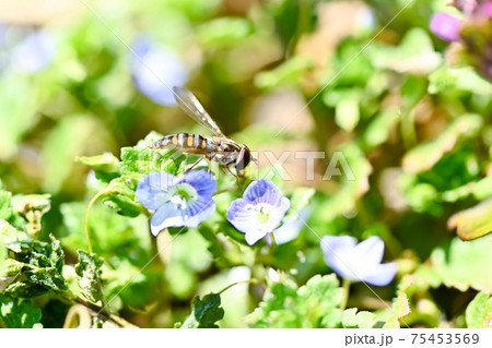 春 雑草 野草 青い花の写真素材