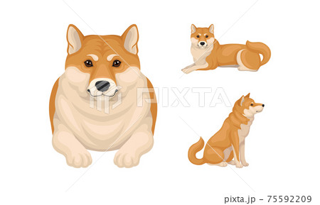 犬 柴犬 イラスト 吠えるの写真素材