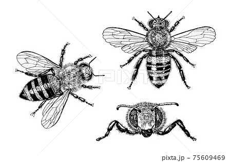 ミツバチのイラスト素材
