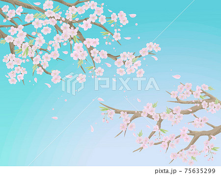 桜の蕾のイラスト素材