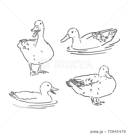 シルエット 鴨 カモ 鳥のイラスト素材 Pixta