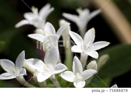 ペンタス 星形の花 花 白い花の写真素材
