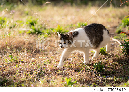 猫 ネコ 正面 歩くの写真素材