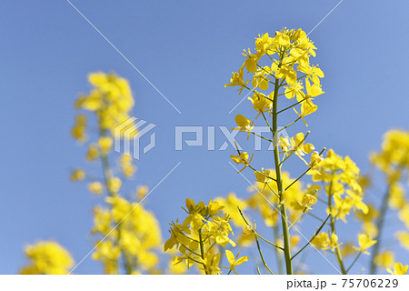 カブの花の写真素材