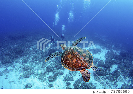 ウミガメの写真素材集 ピクスタ