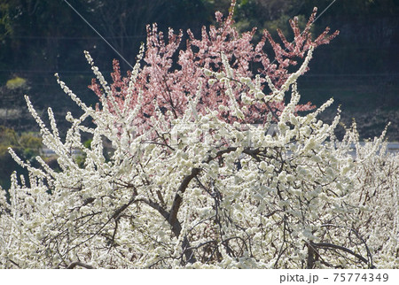 花 白い花 ピンクの花 スモモの写真素材