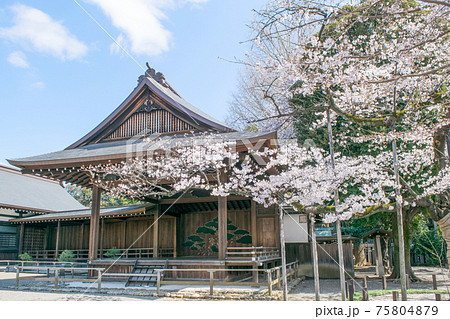 靖国神社 靖國神社 桜 さくらの写真素材 - PIXTA