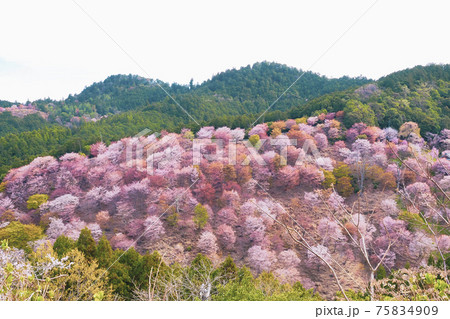 奥千本の写真素材 - PIXTA