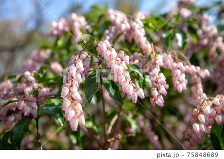 初春の花木の写真素材