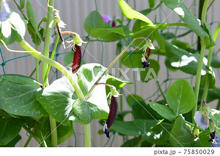 紫エンドウ 紫えんどう ツタンカーメンえんどう エンドウの写真素材