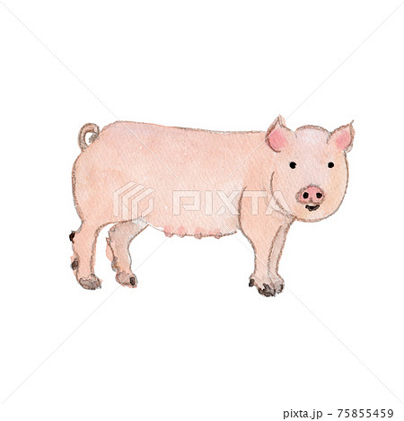 豚のイラスト素材一覧 選べる豊富な素材バリエーション