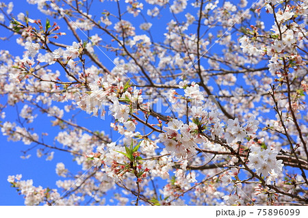 儚げの写真素材 Pixta