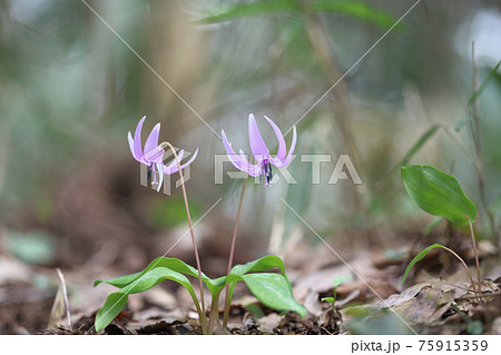 薄紫の花の写真素材