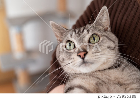 猫 ネコ 抱っこ 抱くの写真素材