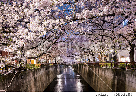 夜桜の写真素材