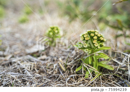 ふきのとう 花の写真素材