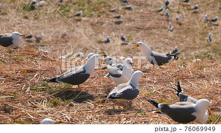 睨み合い 動物 喧嘩の写真素材