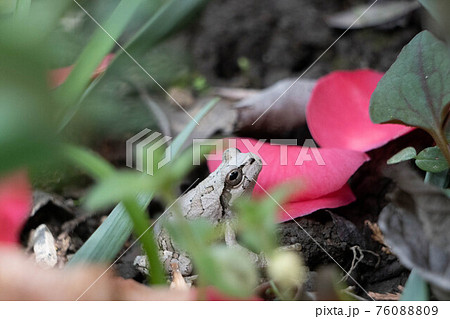 カエル 蛙 擬態 落ち葉の写真素材 カエル 蛙 擬態 落ち葉の写真素材