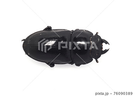 クワガタメスの写真素材