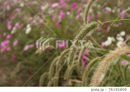 花 植物 エノコログサ 猫じゃらしの写真素材