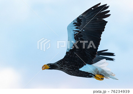 かっこいい動物の写真素材