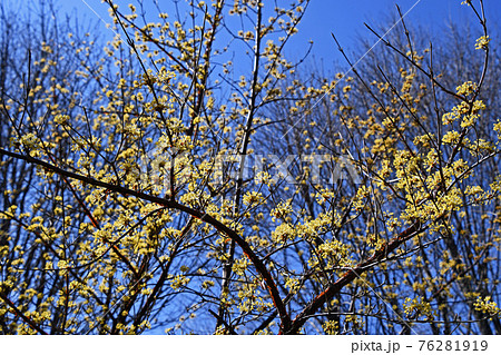 サンシュユ 山茱萸 ヤマグミ 花の写真素材