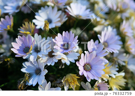 アスター エゾギク 蝦夷菊 青い花の写真素材