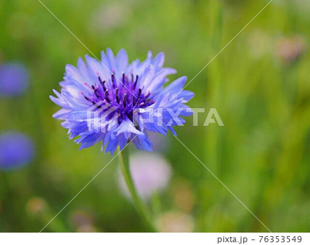 コーンフラワーの写真素材