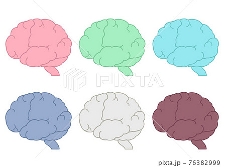 大脳皮質のイラスト素材