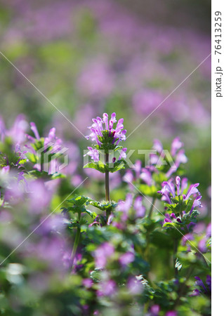 仏の座 春の七草 ホトケノザの写真素材 - PIXTA