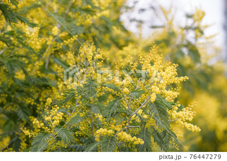 街路樹 アカシア 花 緑の写真素材