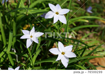 ベツレヘムの星 花の写真素材