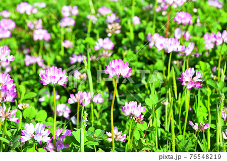 蓮華 花畑 花 植物の写真素材
