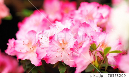 アザレアピンク ピンク色の花の写真素材