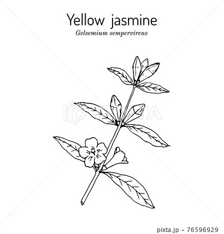 花 ジャスミン カロライナ ジャスミン 黄色の写真素材