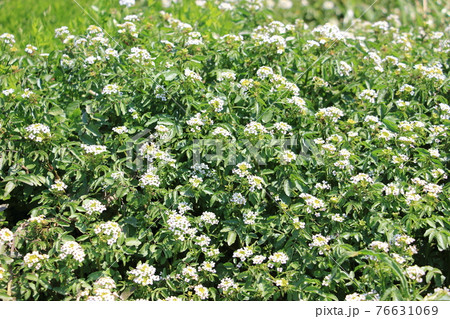 クレソンの花の写真素材