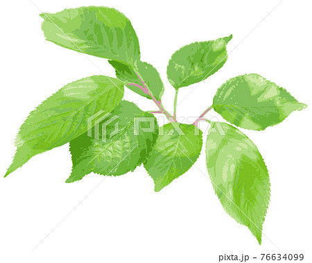 木の枝 枝 葉 白抜きのイラスト素材