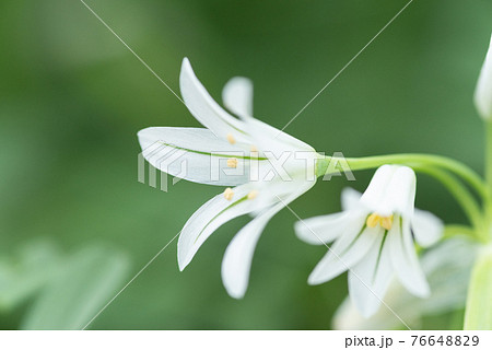 星型の花の写真素材