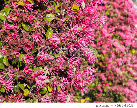 東京板橋 高島通りのマンサクの花の写真素材