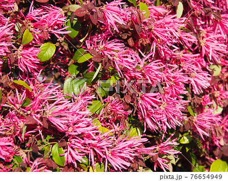 まんさくの花の写真素材